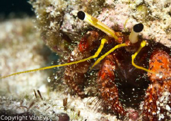 Small but curious Hermit crab at Lady Elliot Island by Bill Van Eyk 